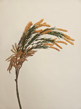 Load image into Gallery viewer, Golden Amaranthus
