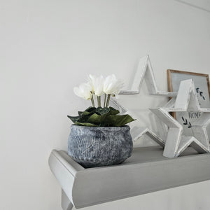 White Cyclamen in Pot
