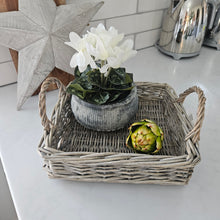 Load image into Gallery viewer, White Cyclamen in Pot
