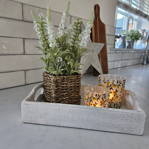 Veronica Potted Plant