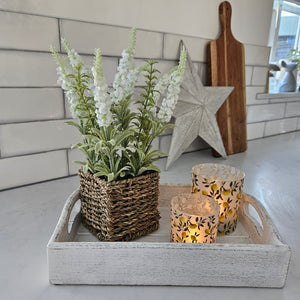 Veronica Potted Plant