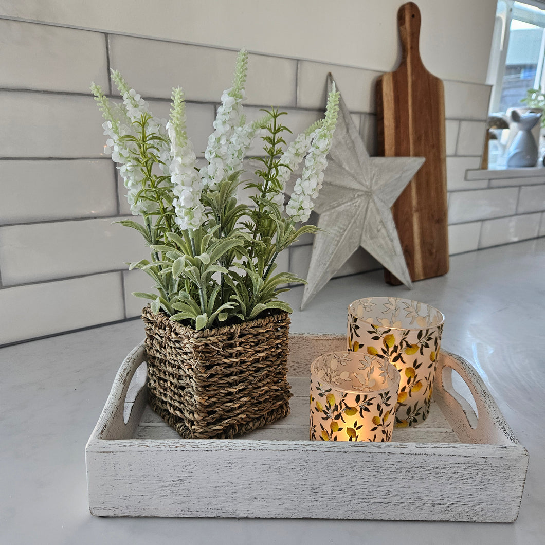 Veronica Potted Plant