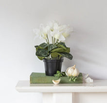 Load image into Gallery viewer, White Cyclamen in Pot
