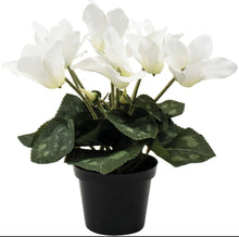 Load image into Gallery viewer, White Cyclamen in Pot
