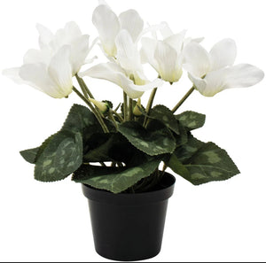 White Cyclamen in Pot