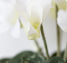 Load image into Gallery viewer, White Cyclamen in Pot
