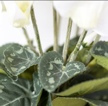 Load image into Gallery viewer, White Cyclamen in Pot
