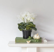 Load image into Gallery viewer, White Cyclamen in Pot

