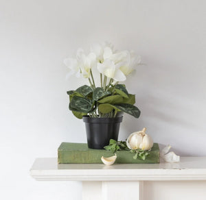 White Cyclamen in Pot