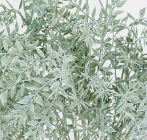 Ruscus Spray