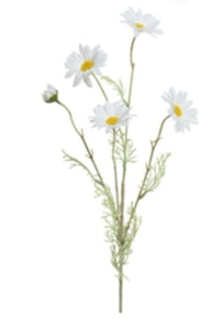 Daisy Stem