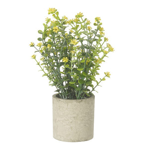 Florrie Faux Plant
