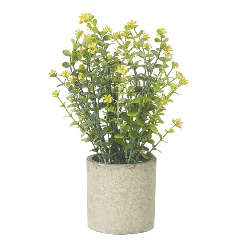 Florrie Faux Plant