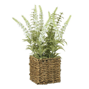 Veronica Potted Plant