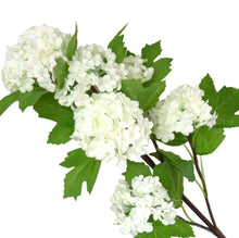 Load image into Gallery viewer, Viburnum Stem
