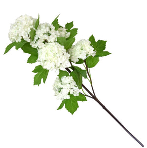 Viburnum Stem